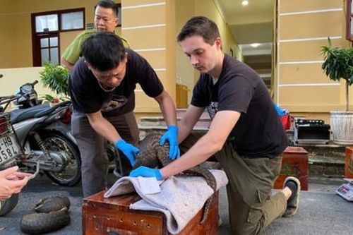 Giải cứu 11 cá thể tê tê quý hiếm, vận chuyển trái phép tại Hà Nam