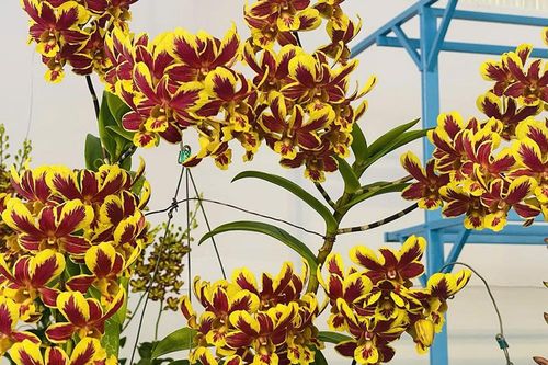 Từ đam mê đến nghệ nhân trồng lan