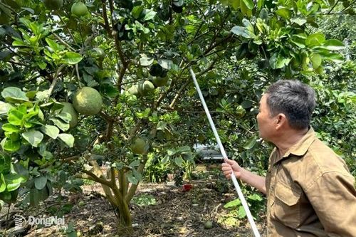 Rệp vảy đỏ gây thiệt hại nặng cho vụ bưởi Tết