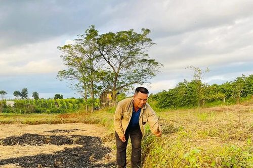 Chư Prông gieo sạ sớm để tránh hạn cuối vụ