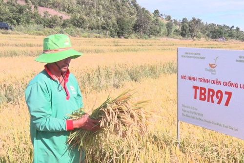 Chư Pưh: Hội thảo đầu bờ mô hình giống lúa TBR97 vụ mùa 2024