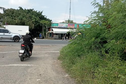 Biển báo giao thông bị cây xanh che khuất