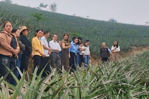 Đánh giá hiệu quả mô hình trồng dứa trái vụ/rải vụ tại huyện Mường Khương