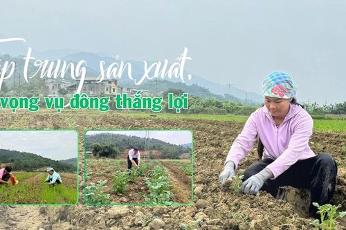 Tập trung sản xuất, kỳ vọng vụ đông thắng lợi