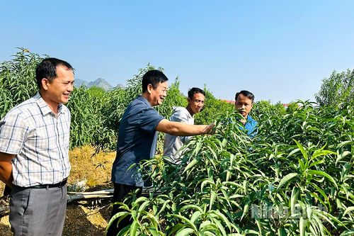 Mùa vỗ đào Tết ở Gia Lâm