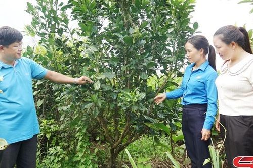 Nhiều cách làm hay ở Đảng bộ huyện Bắc Yên
