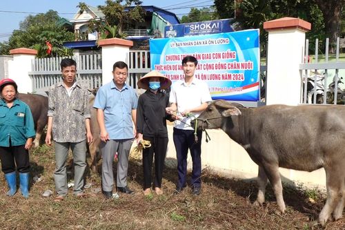 Bàn giao trâu giống thực hiện Dự án 'Chăn nuôi trâu sinh sản'
