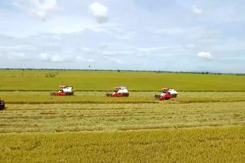 Tháo gỡ các vướng mắc, bất cập cho ngành hàng nông sản, đưa Đồng bằng sông Cửu Long phát triển nhanh, bền vững