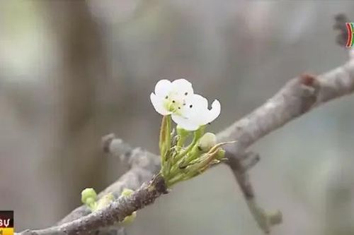 Chưa đến Tết, hoa rừng đã xuống phố