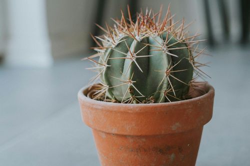 Cây xương rồng hợp mệnh gì?