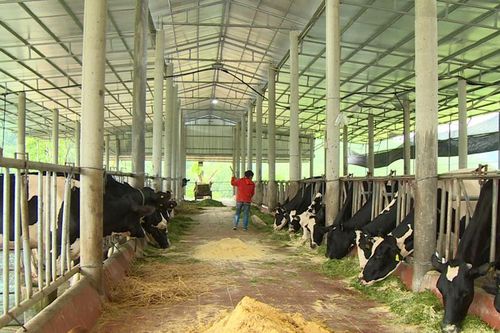 Giảm phát thải mê – tan hiệu quả từ các mô hình 'trang trại sinh thái'