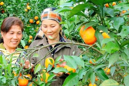 Hà Nội: Đối thoại tháo gỡ khó khăn, vướng mắc để nông dân yên tâm sản xuất