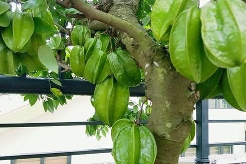 Những người tuổi này chỉ cần trồng cây khế cũng đủ nâng cao vận khí, hút tài lộc