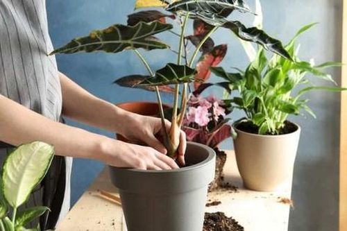 Những sai lầm cần tránh khi trồng cây cảnh trong nhà