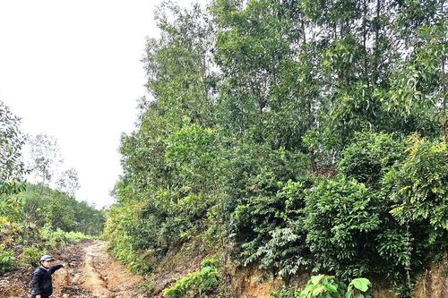 Quảng Nam: Mỏ đất được đấu giá hơn 67,7 tỷ đồng, gấp 54 lần giá khởi điểm