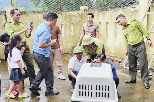 Dùng súng bắn mê bắt cá thể voọc tấn công người đi đường