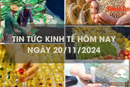 Tin tức kinh tế 20/11: giá gạo Việt Nam đắt nhất thế giới