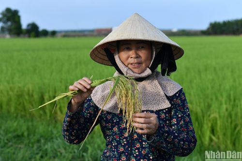 Sản xuất lúa hữu cơ mang lại hiệu quả kinh tế cao