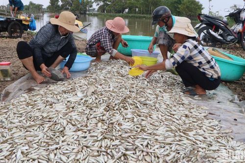Nỗi niềm mùa nước nổi ở An Giang