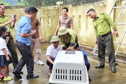 Quảng Bình: Bắt cá thể voọc đi lạc quậy phá dân cư