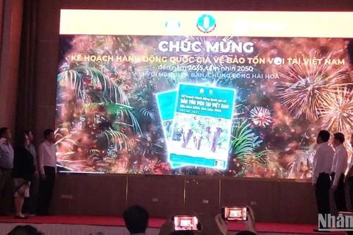 Chung tay hành động bảo tồn voi tại Việt Nam