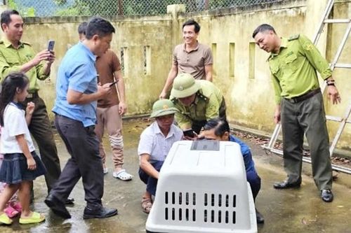 Bắt cá thể voọc quý hiếm quậy phá dân cư ở Quảng Bình
