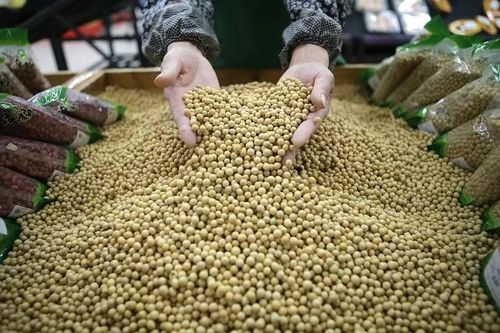 'Hạt hòa bình' gieo mầm ngoại giao nông sản Mỹ-Trung