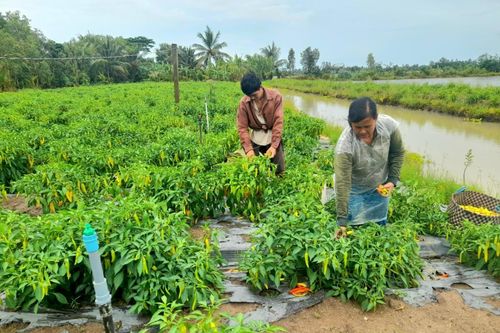 Phát triển mô hình kinh tế xanh thích ứng với biến đổi khí hậu