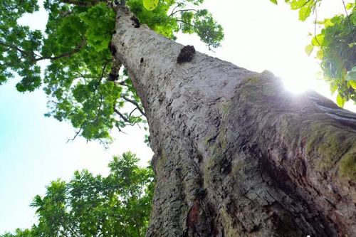 'Báu vật xanh' nghìn năm tuổi còn lại ở Bến En