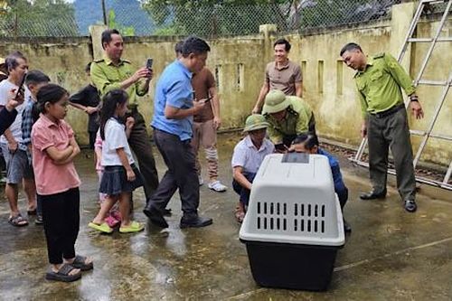 Bắn thuốc gây mê, bắt cá thể voọc tấn công người đi đường ở thị trấn Phong Nha