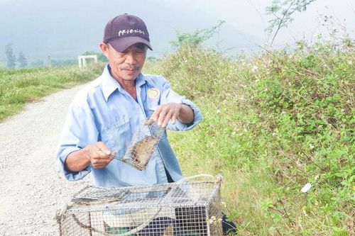 'Cao thủ' bẫy chuột đồng ở Nghệ An