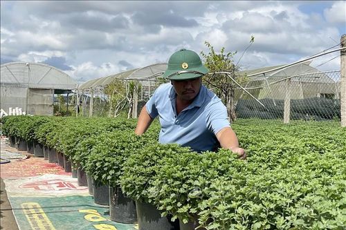 Làng hoa An Lạc hối hả chuẩn bị vụ Tết
