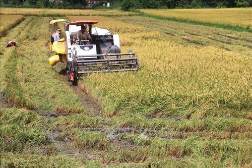 Năng suất lúa sản xuất theo hướng hữu cơ tăng từ 10 - 15%