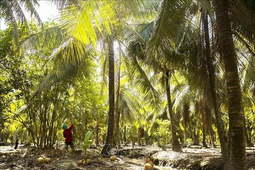 Xây dựng vùng sản xuất dừa hữu cơ xuất khẩu