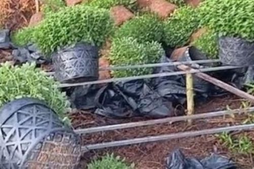Nông dân Bến Tre nhổ bỏ hàng nghìn chậu cúc mâm xôi trồng để bán Tết