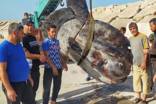 Ngư dân bắt được con cá khổng lồ nặng hơn 1.000kg trên biển