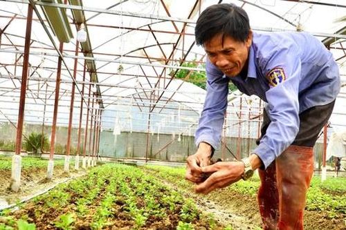 Trồng cúc trên vườn đồi Hà Tĩnh