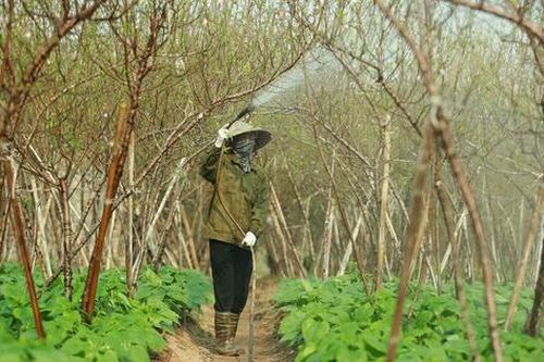 Hà Nội: Người trồng quất, đào cảnh được hỗ trợ sau bão dự kiến hơn 37 tỷ