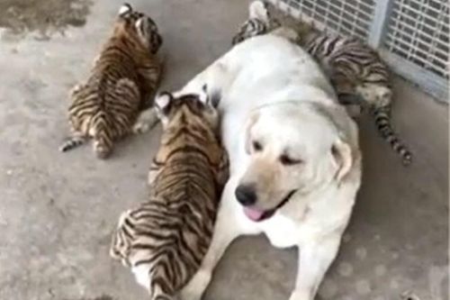 CLIP: Chó nhà nhận hổ làm con nuôi và cái kết không ai ngờ