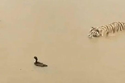 CLIP: Đi săn vịt trời, hổ nhận cái kết 'muối mặt'