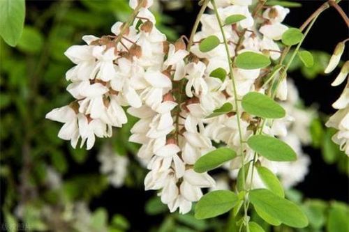 Tục ngữ có câu: 'Cây âm không trồng nhà, cây dương không trồng mồ mả' kẻo suy vong. Cây âm là cây gì? Cây dương là gì?