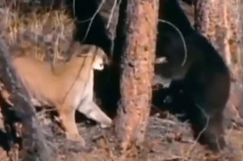 CLIP: Bắt nạt báo sư tử con, gấu đen nhận ngay 'quả báo'