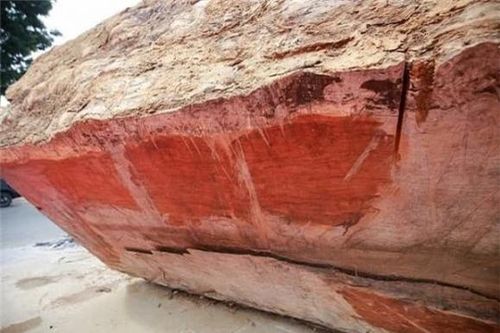 Khúc gỗ siêu quý hiếm ở Việt Nam có giá 10 tỷ, niên đại 5.000 năm tuổi, tỷ phú đô la cũng chưa chắc mua được
