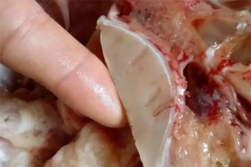 Vốn chỉ là một mảnh xương cá, nhưng sau khi 'chế biến' có thể bán được hàng chục triệu đồng, nhiều người không biết đem bỏ đi