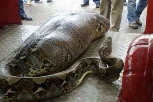 Đụng độ trăn Anaconda khổng lồ, nhiều người kinh sợ khi phát hiện thứ nó đã nuốt