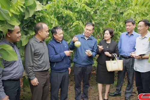 Đoàn đại biểu tỉnh Hủa Phăn, Luông Pha Bang thăm các mô hình nông nghiệp tại Mộc Châu