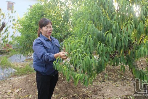 TP. Thái Nguyên: Giải ngân trên 8,5 tỷ đồng hỗ trợ thiệt hại sản xuất nông nghiệp do bão