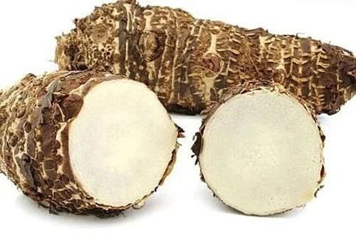 Uống nước củ ráy chữa ung thư, người phụ nữ nhập viện cấp cứu