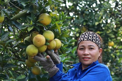 Người dân Hà Tĩnh phấn khởi với vụ cam được mùa được giá
