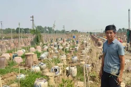 Người trồng quất cảnh, đào cảnh được hỗ trợ